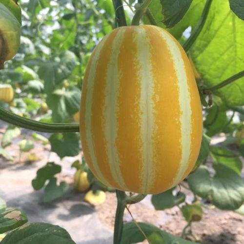 吃瓜上海网红,揭秘上海网红的吃瓜日常  第2张